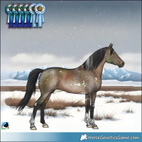 Horse Color:White Spotted Brown Dun Tobiano