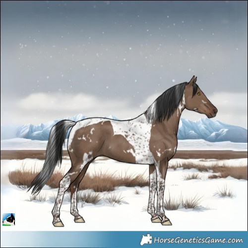 Horse Color:White Spotted Liver Red Dun Tobiano 