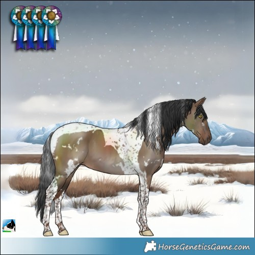 Horse Color:White Spotted Liver Red Dun Tobiano 