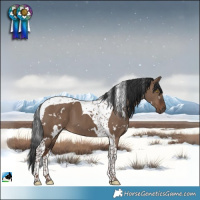 Horse Color:White Spotted Liver Red Dun Tobiano