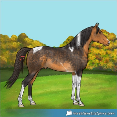 Horse Color:Buckskin Tobiano Rabicano 