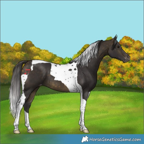 Horse Color:Buckskin Tobiano Varnish 