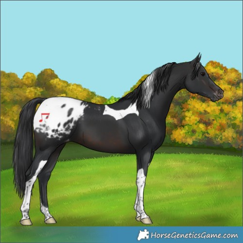 Horse Color:Brown Tobiano Appaloosa 