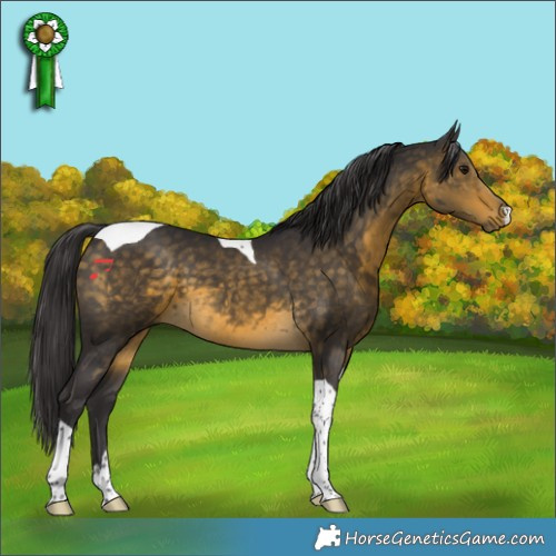 Horse Color:Buckskin Tobiano