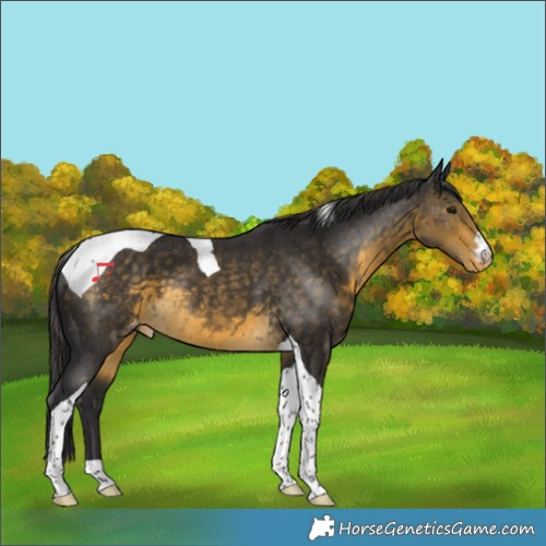 Horse Color:Buckskin Tobiano Appaloosa