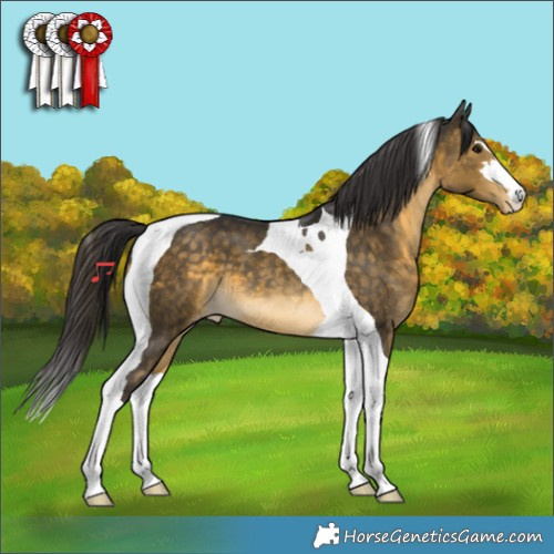 Horse Color:Buckskin Tobiano Appaloosa