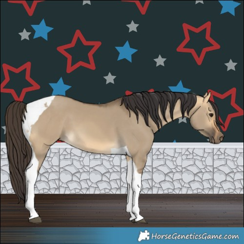 Horse Color:Buckskin Dun Tobiano 