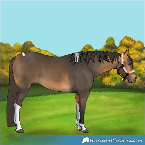 Horse Color:Buckskin Tobiano 