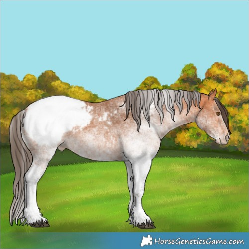 Horse Color:White Spotted Bay Snowcap 