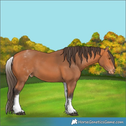 Horse Color:White Spotted Bay Appaloosa 