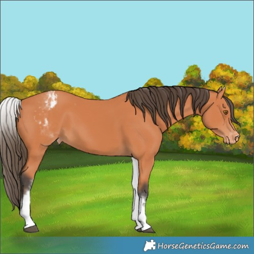 Horse Color:White Spotted Bay Appaloosa 