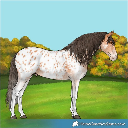Horse Color:White Spotted Bay Appaloosa 