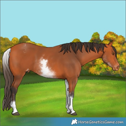 Horse Color:White Spotted Bay Appaloosa 