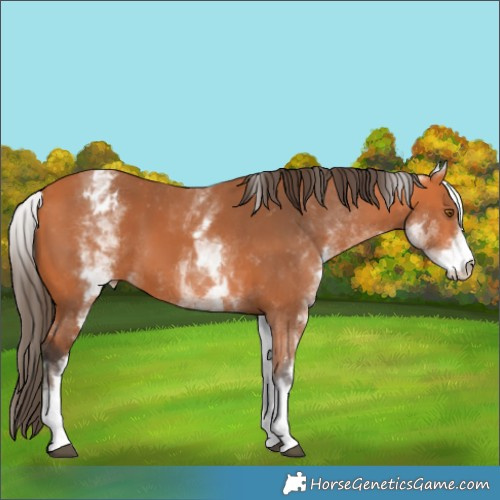 Horse Color:White Spotted Bay Appaloosa 