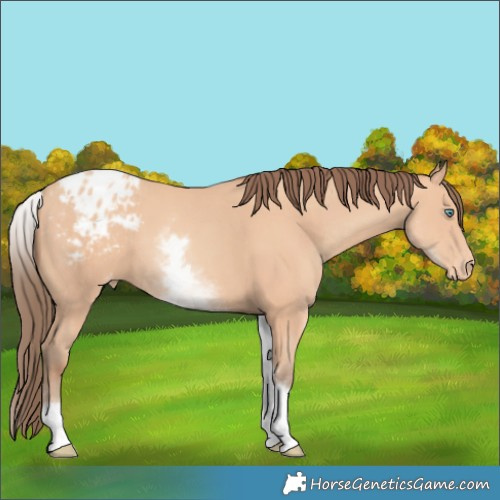 Horse Color:White Spotted Amber Champagne Appaloosa 