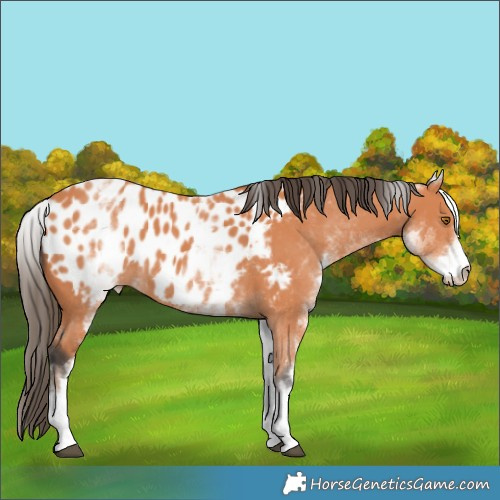 Horse Color:White Spotted Bay Appaloosa 