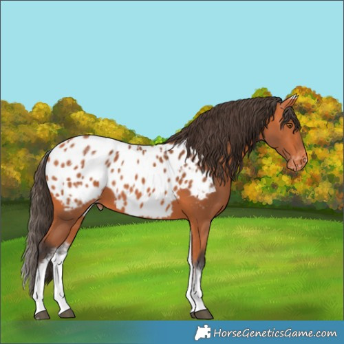 Horse Color:White Spotted Bay Appaloosa 