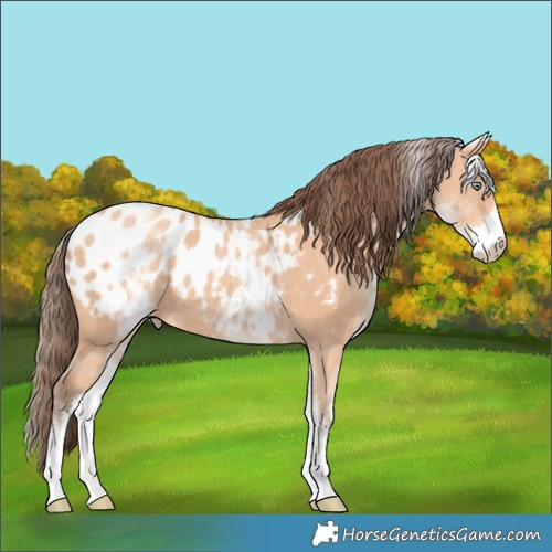 Horse Color:White Spotted Amber Champagne Appaloosa 