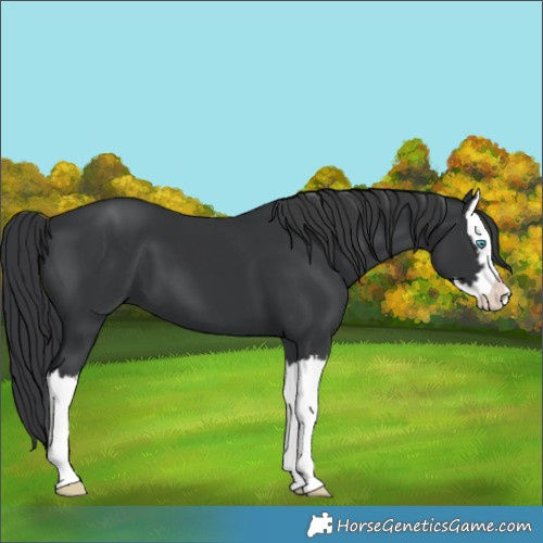 Horse Color:Black Splash 
