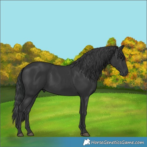 Horse Color:Black 