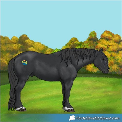 Horse Color:Black 