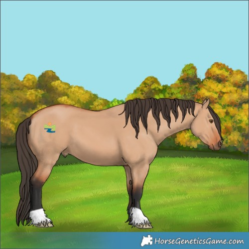 Horse Color:Bay Dun 