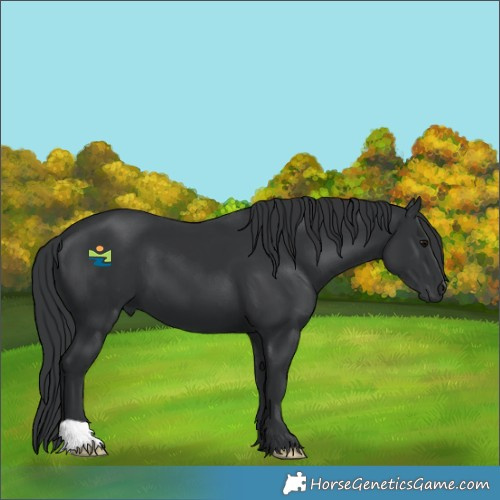 Horse Color:Black 