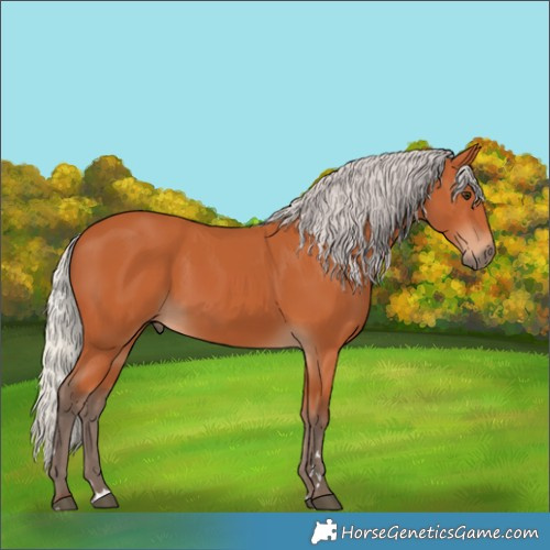 Horse Color:Silver Bay 