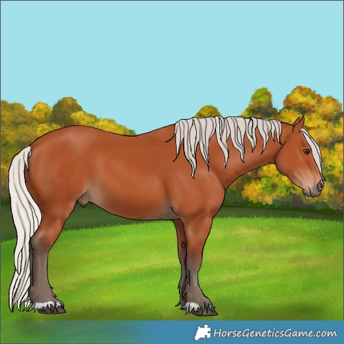 Horse Color:Silver Bay 