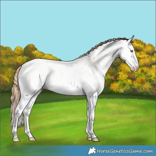 Horse Color:Bay Roan Pearl Dun Splash Appaloosa 