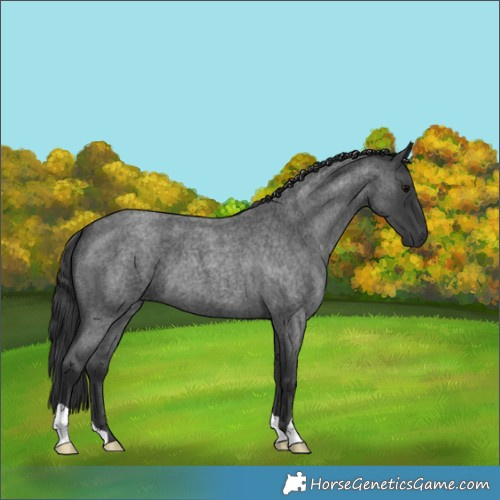 Horse Color:Blue Roan 