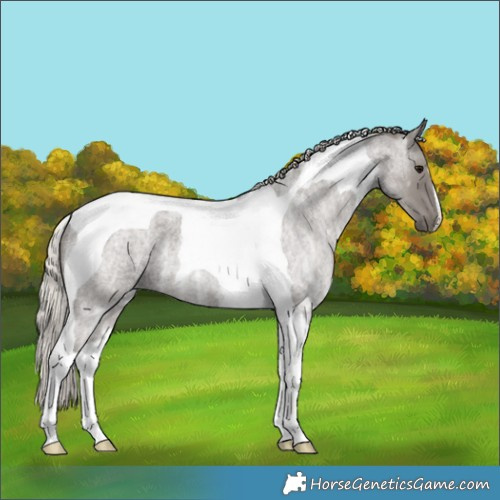 Horse Color:Silver Smoky Blue Ice Roan Tobiano 