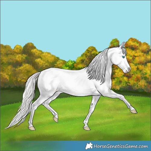 Horse Color:Silver Buckskin Roan Pearl Splash Appaloosa 