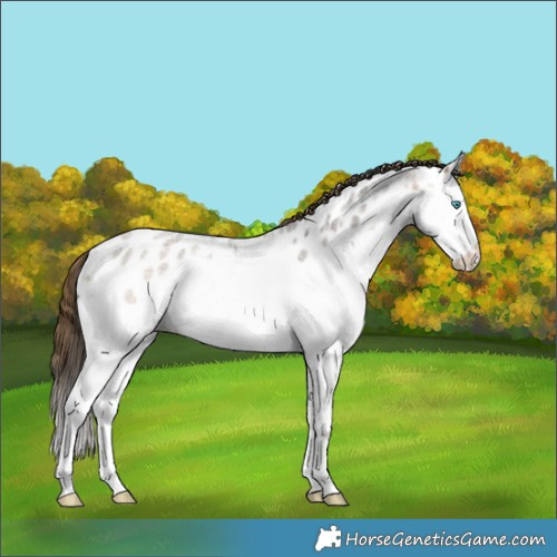 Horse Color:Buckskin Ice Roan Splash Appaloosa 