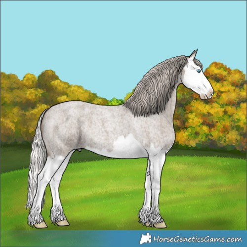 Horse Color:Silver Grullo Roan Splash 