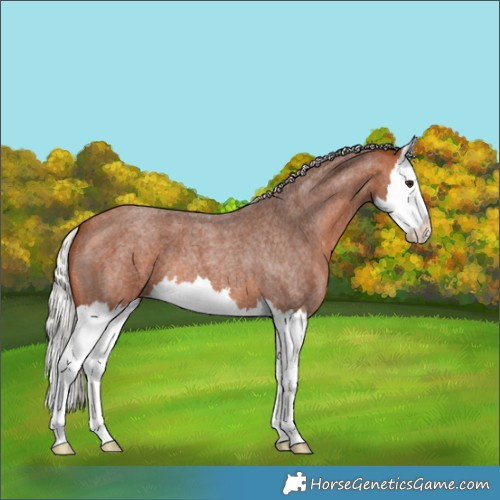 Horse Color:Silver Bay Roan Splash 