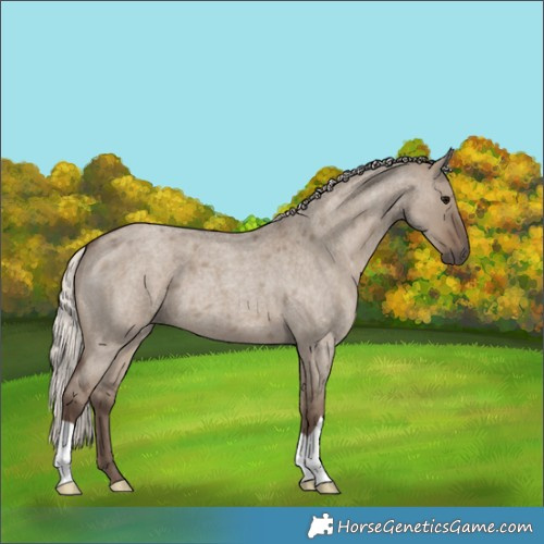 Horse Color:Silver Grullo Roan 