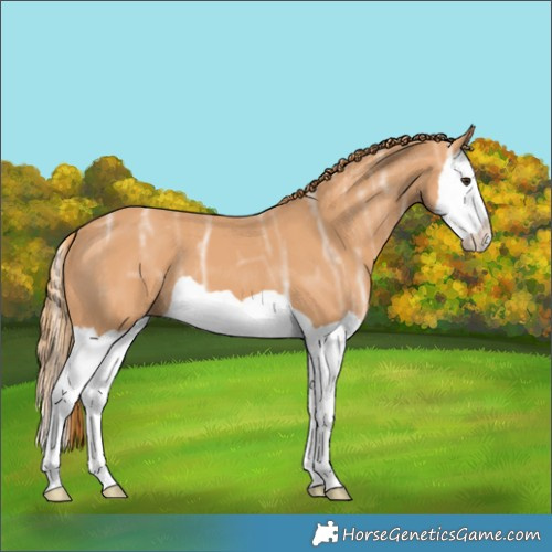 Horse Color:Chestnut Ice Splash 