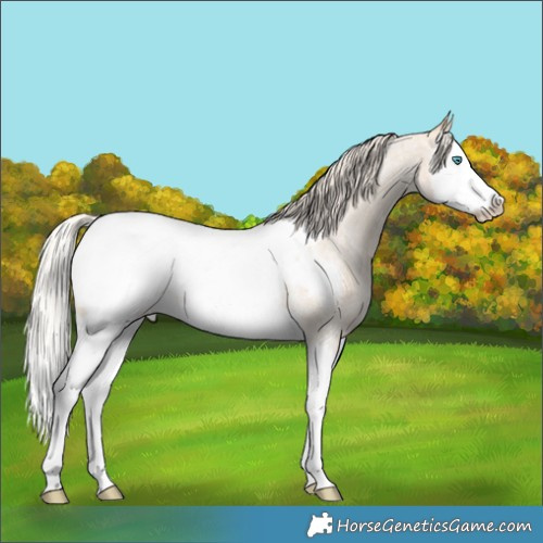 Horse Color:Silver Bay Ice Roan Dun Splash Snowcap 