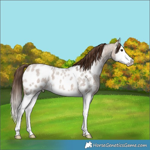 Horse Color:Brown Ice Roan Dun Splash Near Leopard 