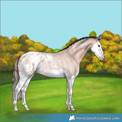 Horse Color:Bay Ice Roan Splash Appaloosa 