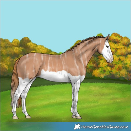Horse Color:Chestnut Ice Splash 