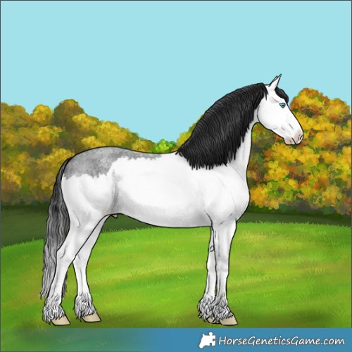 Horse Color:Blue Roan Splash 