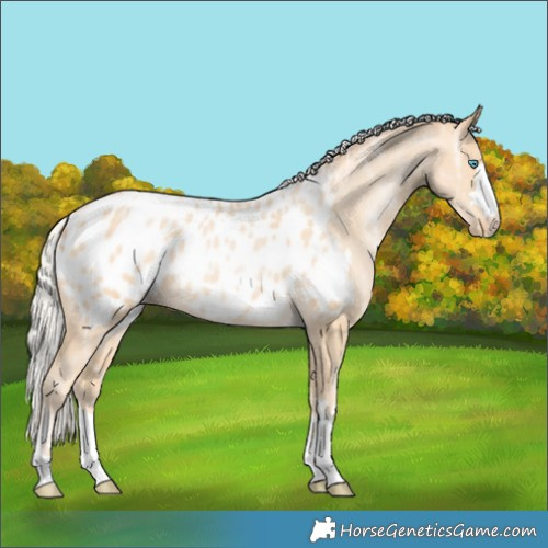 Horse Color:Silver Buckskin Ice Pearl Appaloosa
