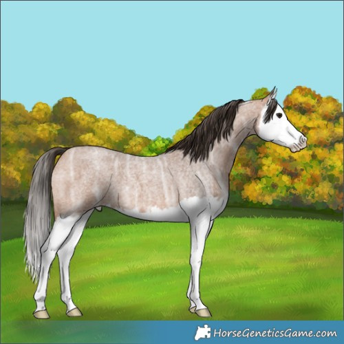 Horse Color:Bay Ice Roan Splash 