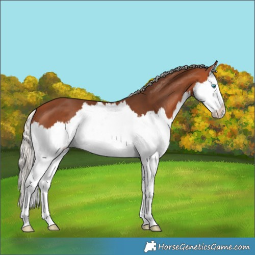 Horse Color:Silver Bay Splash 