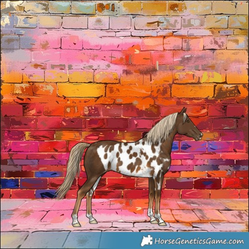 Horse Color:Chocolate Palomino Skewed Appaloosa 