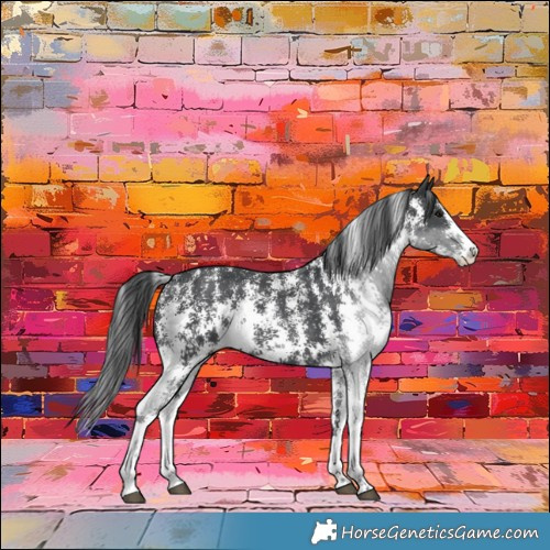 Horse Color:Black Sabino Rabicano