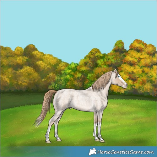 Horse Color:Perlino Roan Splash 
