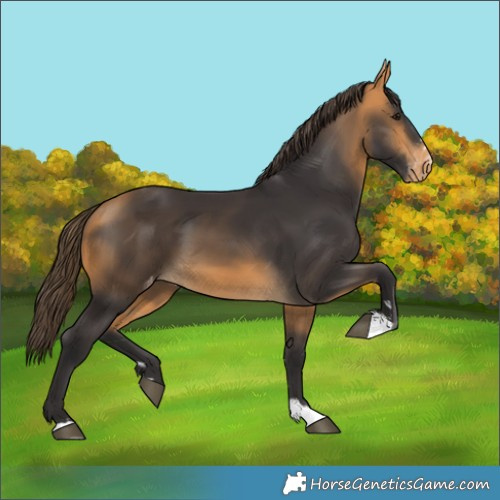 Horse Color:Buckskin Skewed LP Spotted 